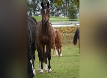 Oldenburger Springpferd, Stute, 4 Jahre, 158 cm, Brauner