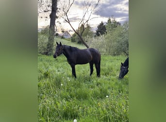 Oldenburger Springpferd, Stute, 4 Jahre, 160 cm, Dunkelbrauner