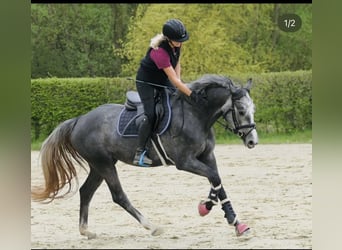 Oldenburger Springpferd, Stute, 4 Jahre, 160 cm, Schimmel