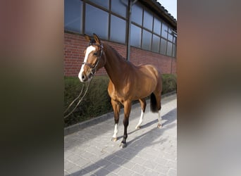 Oldenburger Springpferd, Stute, 4 Jahre, 161 cm, Brauner