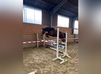 Oldenburger Springpferd, Stute, 4 Jahre, 161 cm, Dunkelbrauner