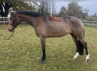 Oldenburger Springpferd, Stute, 4 Jahre, 163 cm, Brauner