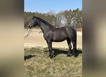 Oldenburger Springpferd, Stute, 4 Jahre, 164 cm, Apfelschimmel