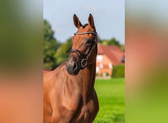 Oldenburger Springpferd, Stute, 4 Jahre, 164 cm, Brauner
