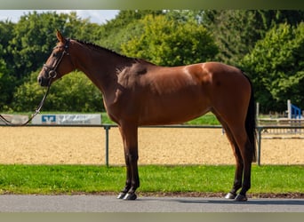 Oldenburger Springpferd, Stute, 4 Jahre, 164 cm, Brauner