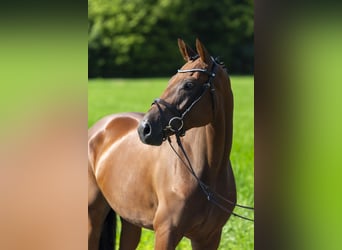 Oldenburger Springpferd, Stute, 4 Jahre, 164 cm, Brauner