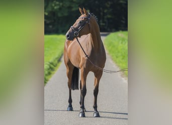 Oldenburger Springpferd, Stute, 4 Jahre, 164 cm, Brauner