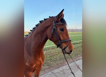 Oldenburger Springpferd, Stute, 4 Jahre, 164 cm, Brauner