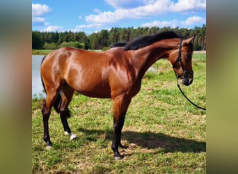 Oldenburger Springpferd, Stute, 4 Jahre, 164 cm, Brauner