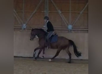 Oldenburger Springpferd, Stute, 4 Jahre, 165 cm, Brauner