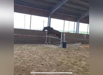 Oldenburger Springpferd, Stute, 4 Jahre, 165 cm, Brauner