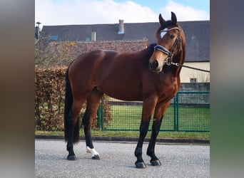 Oldenburger Springpferd, Stute, 4 Jahre, 165 cm, Brauner