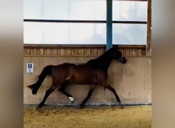 Oldenburger Springpferd, Stute, 4 Jahre, 165 cm, Brauner