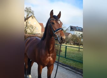 Oldenburger Springpferd, Stute, 4 Jahre, 165 cm, Brauner