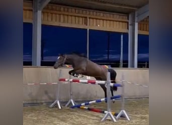 Oldenburger Springpferd, Stute, 4 Jahre, 165 cm, Brauner