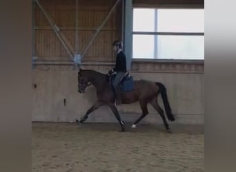 Oldenburger Springpferd, Stute, 4 Jahre, 165 cm, Brauner