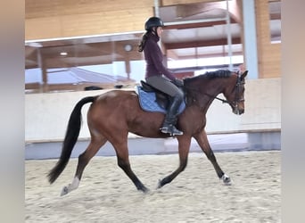 Oldenburger Springpferd, Stute, 4 Jahre, 165 cm, Brauner