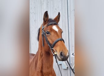 Oldenburger Springpferd, Stute, 4 Jahre, 165 cm, Brauner