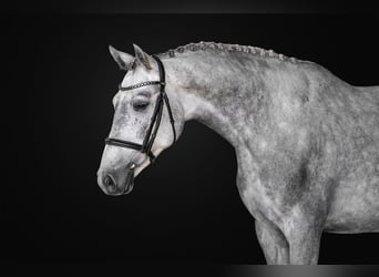 Oldenburger Springpferd, Stute, 4 Jahre, 165 cm, Schimmel