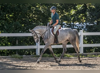 Oldenburger Springpferd, Stute, 4 Jahre, 165 cm, Schimmel