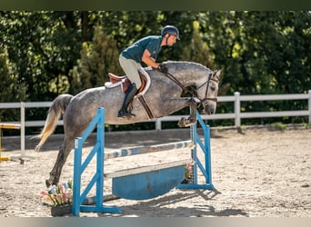 Oldenburger Springpferd, Stute, 4 Jahre, 165 cm, Schimmel