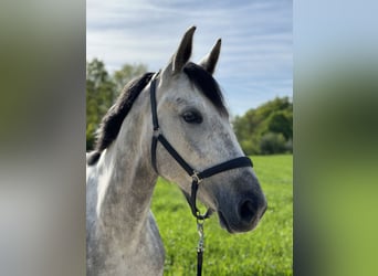 Oldenburger Springpferd, Stute, 4 Jahre, 165 cm, Schimmel