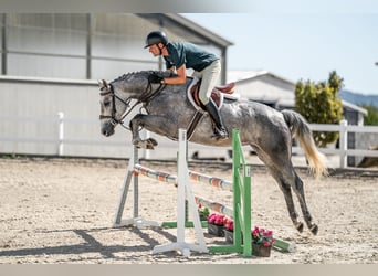 Oldenburger Springpferd, Stute, 4 Jahre, 165 cm, Schimmel