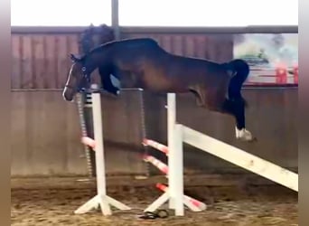 Oldenburger Springpferd, Stute, 4 Jahre, 166 cm, Brauner