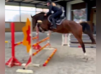 Oldenburger Springpferd, Stute, 4 Jahre, 166 cm, Brauner