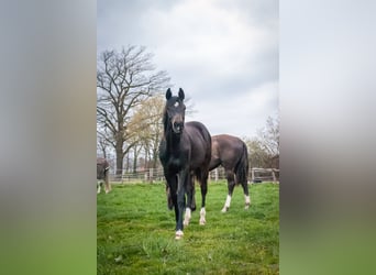 Oldenburger Springpferd, Stute, 4 Jahre, 166 cm, Rappe