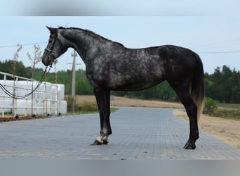 Oldenburger Springpferd, Stute, 4 Jahre, 167 cm, Apfelschimmel