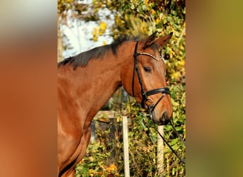 Oldenburger Springpferd, Stute, 4 Jahre, 167 cm, Brauner