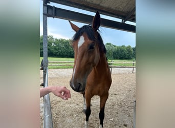 Oldenburger Springpferd, Stute, 4 Jahre, 167 cm, Brauner