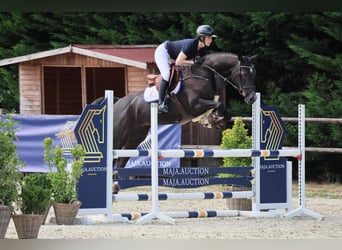 Oldenburger Springpferd, Stute, 4 Jahre, 167 cm, Rappschimmel