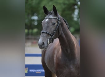 Oldenburger Springpferd, Stute, 4 Jahre, 167 cm, Rappschimmel