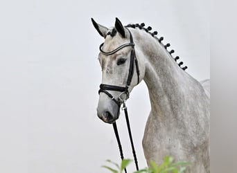 Oldenburger Springpferd, Stute, 4 Jahre, 167 cm, Schimmel