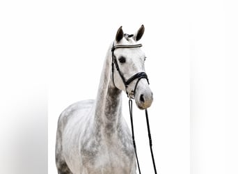 Oldenburger Springpferd, Stute, 4 Jahre, 167 cm, Schimmel