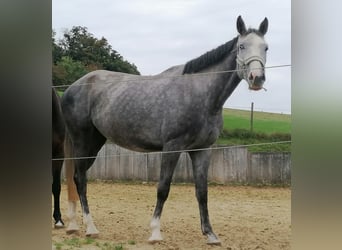 Oldenburger Springpferd, Stute, 4 Jahre, 168 cm, Apfelschimmel Oldenburger Springpferd, Stute, 4 Jahre, 168 cm, Apfelschimmel