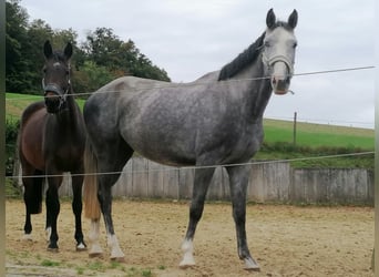 Oldenburger Springpferd, Stute, 4 Jahre, 168 cm, Apfelschimmel Oldenburger Springpferd, Stute, 4 Jahre, 168 cm, Apfelschimmel