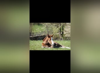 Oldenburger Springpferd, Stute, 4 Jahre, 168 cm, Apfelschimmel