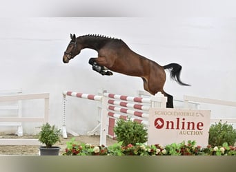 Oldenburger Springpferd, Stute, 4 Jahre, 168 cm, Brauner