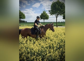 Oldenburger Springpferd, Stute, 4 Jahre, 168 cm, Brauner
