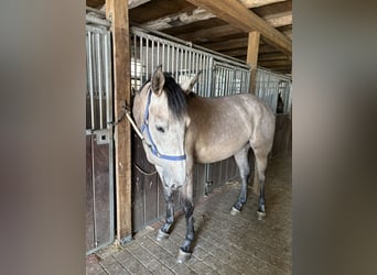 Oldenburger Springpferd, Stute, 4 Jahre, 168 cm, Braunfalbschimmel