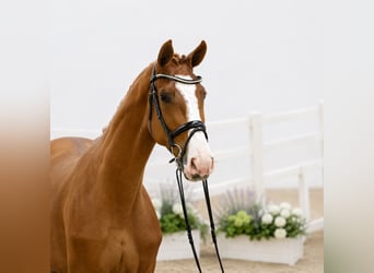 Oldenburger Springpferd, Stute, 4 Jahre, 168 cm, Fuchs