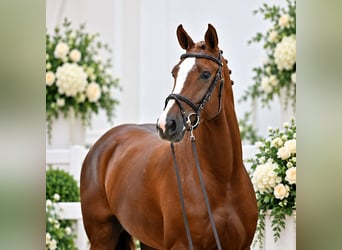 Oldenburger Springpferd, Stute, 4 Jahre, 168 cm, Fuchs
