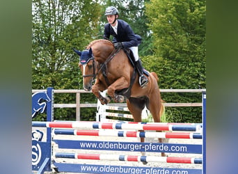 Oldenburger Springpferd, Stute, 4 Jahre, 168 cm, Fuchs