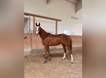 Oldenburger Springpferd, Stute, 4 Jahre, 168 cm, Fuchs