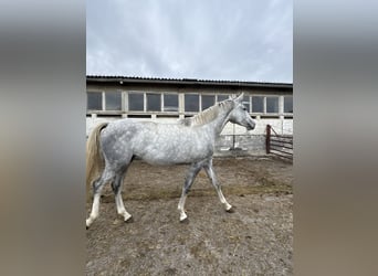 Oldenburger Springpferd, Stute, 4 Jahre, 168 cm, Schimmel