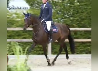 Oldenburger Springpferd, Stute, 4 Jahre, 168 cm, Schwarzbrauner