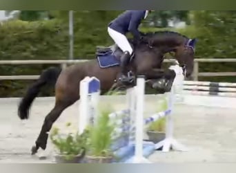 Oldenburger Springpferd, Stute, 4 Jahre, 168 cm, Schwarzbrauner